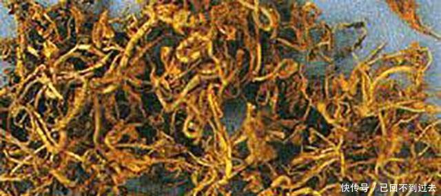 在农村看到这种菜一定要摘一些回去给老人吃, 商场卖的可比肉贵