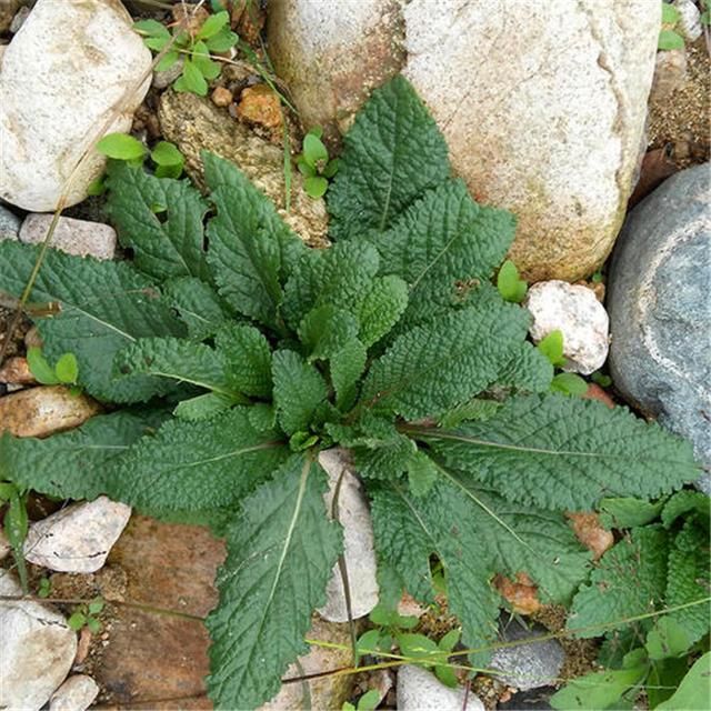 农村的这种杂草，叶子上都是小疙瘩，却被誉为“全能草”