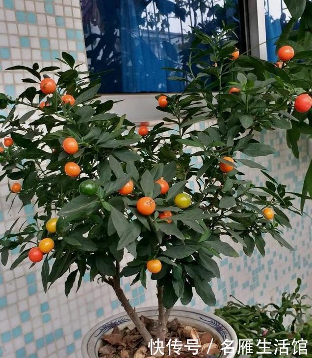  特别|这3种花，物美价廉颜值高，养护简单易爆盆，特别适合新手养！