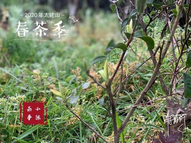  【S师傅】2020春茶笔记第八篇，从2016到2020年，看茶山茶农们的笑脸变化