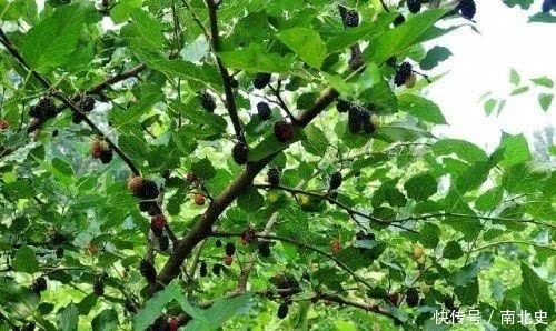 老农种了10几亩桑葚，成熟季到了一天能卖上千斤。