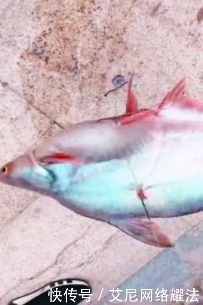 钓友|白骨鱼?武汉钓友长江钓获半米长“变异黄骨鱼”,全身雪白