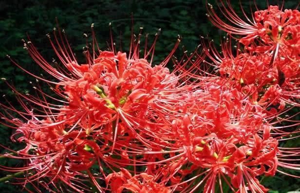  「永不」全年生长的“彼岸花”，花叶永不见，1颗种球埋土里，长一片花海