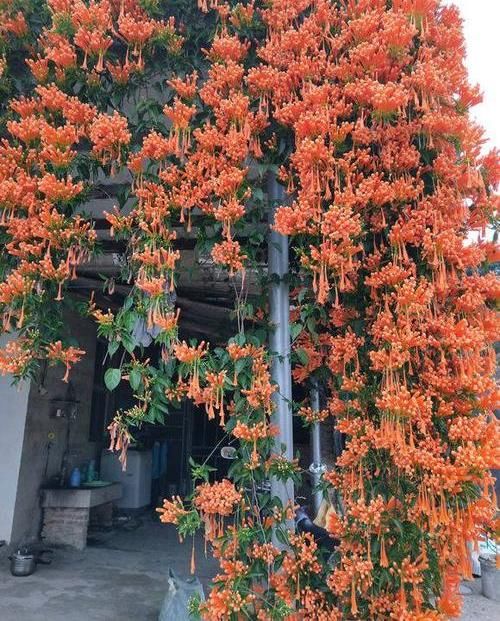  养棵：养棵“炮仗花”，花开3季，阳台开成花园，花瓣漂亮，不怕低温