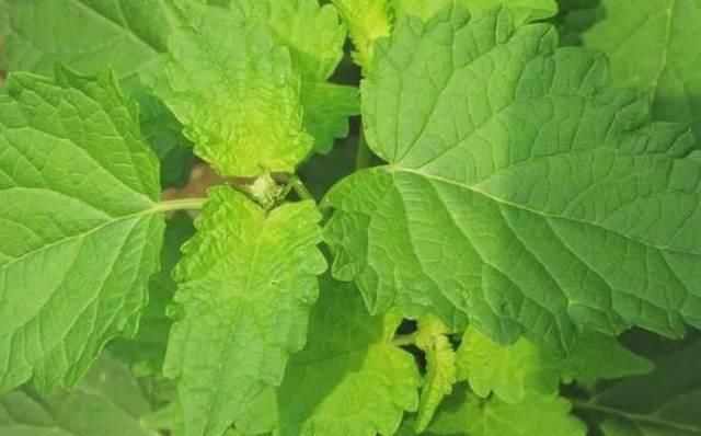  『当做』农村一种野草，经常被当做杂草，现发现可以发表解暑，一斤10元