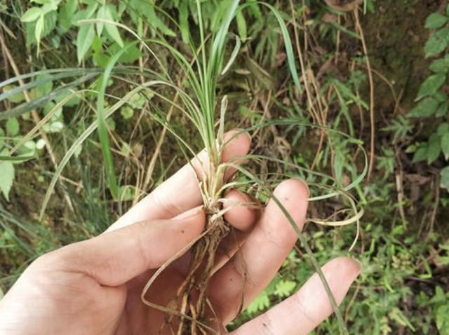  【碰见】尤其珍贵的“1种野草”，被称为“沿阶草”，碰见请保护