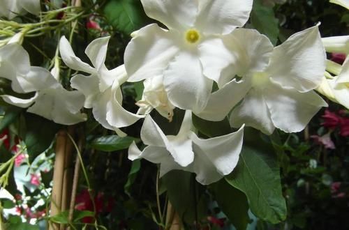  「搭设支架」花朵灿烂的飘香藤，光照灿烂才好多开花