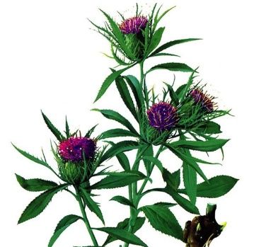 科学祛斑的原理，原来只需要一瓶醋，别让斑点赵成了你的遗憾