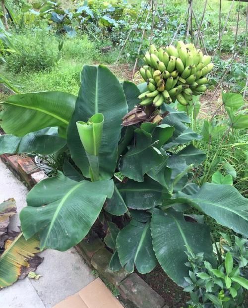  「香蕉」在家就能种的香蕉树，用足肥料，结出一串小香蕉！
