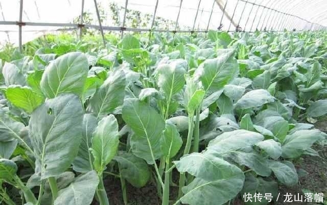  「种植」农村种植芥兰菜，生长过旺，要怎么吃呢？