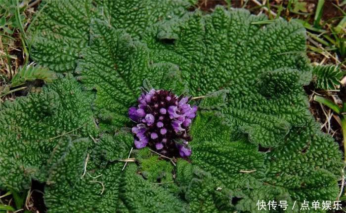 农村一种长相奇特的野草，价值珍贵，现一斤卖35元，你知道吗？