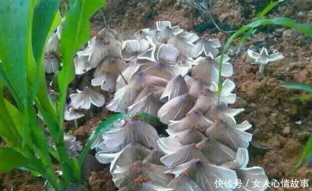  鸡纵菌@农村婶儿在山上放羊 看见这个东西高兴 羊都不要了也要挖