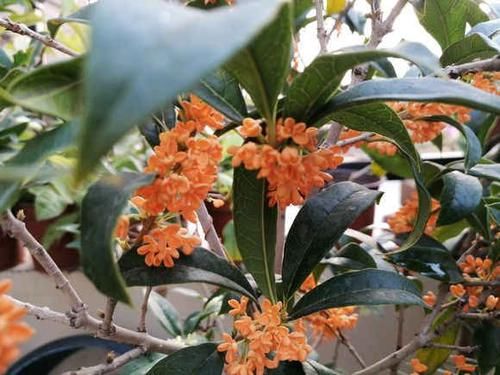 桂花盛开■桂花如何扦插?剪下几根枝条,沾点“白酒”,7天长出大白根