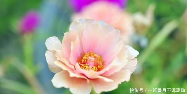 扦插繁殖:太阳花,可晒可旱耐粗养,做好“2方面”夏秋开满盆