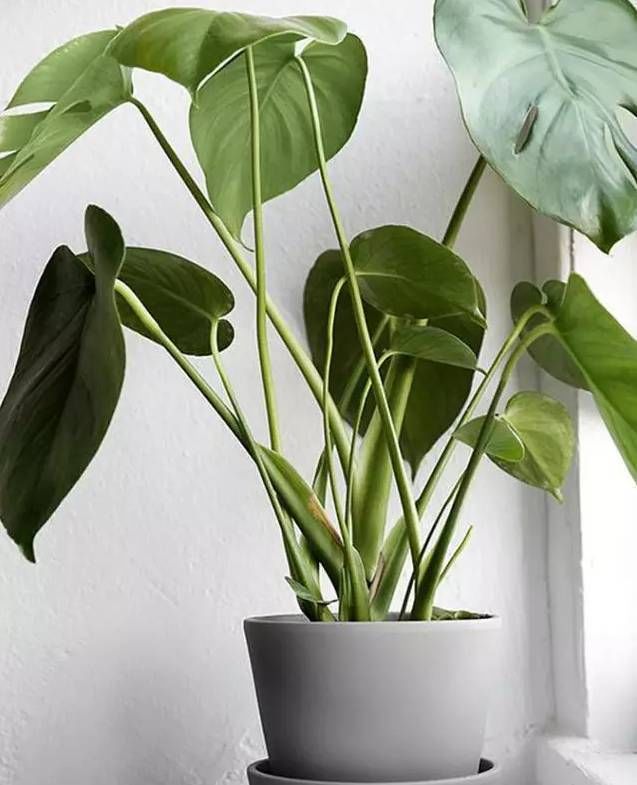  『侍弄』工作之余侍弄一下花草，这6种植物，没有“阳光”也能蹭蹭长