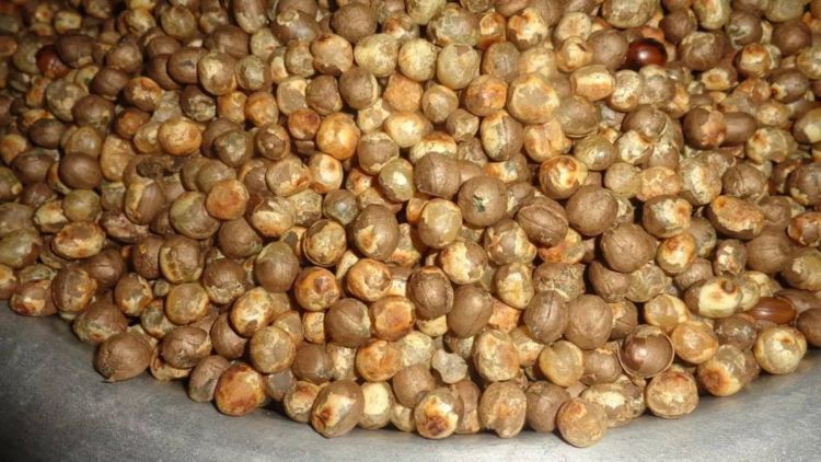  「口感」原来竹子也有果实，50年才结一次果，口感绵密，还十分可口？