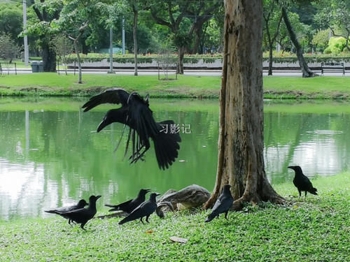 惊险！泰国市区最大的公园有大蜥蜴出没！