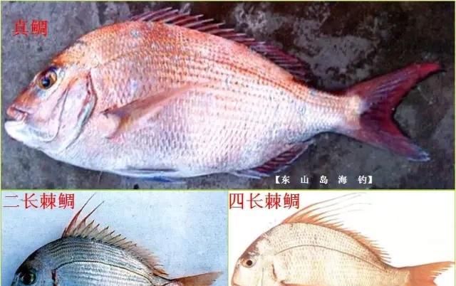  「东山叫红」46种海钓常见的鲷类鱼，最后一种高价的鱼原来也是鲷鱼，才知道