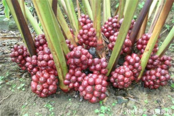  「种植前景」农村山里这种果实，是调料佳品，被誉为“五香之一