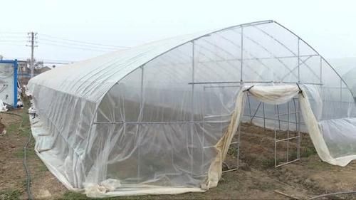  #产值#硕士研究生变身“蘑菇哥”，亩产均超5000斤，产值4万元！