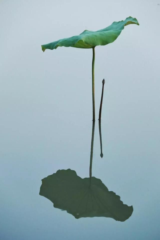 倒影,如水中月,似镜中花