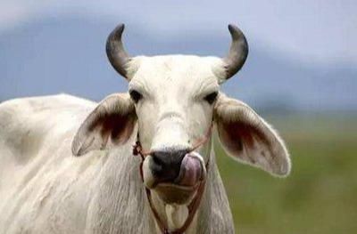 适合农村的创业点子，就看你敢不敢做