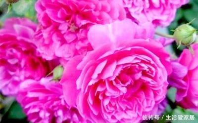 『艳丽』喜欢在家中养护花卉,就养护花期长,花色艳丽,妖娆的花卉,漂亮