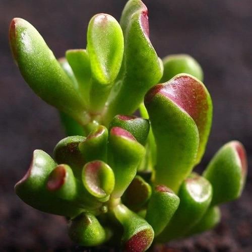  「叶子」观赏价值高又好养的盆栽多肉植物，太阳一晒就变颜色！