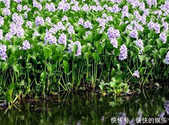 农村有名的“害草”，之前用来喂猪，其实对风湿骨痛有良效