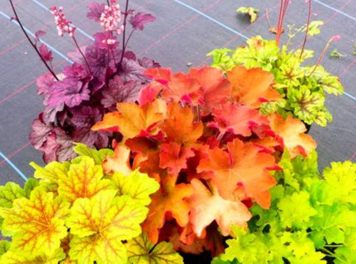  #铃铛#矾根还能开花？养护注意这些点，叶片色彩斑斓，花朵如铃铛，超美