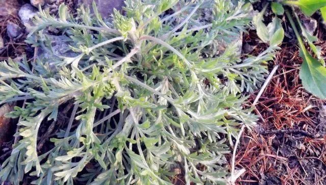  抓紧时间■春暖花开，抓紧时间挖些白蒿野菜，尝一尝春天的味道!
