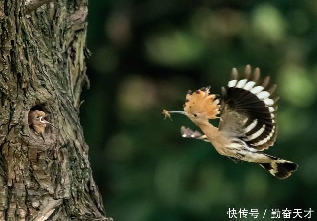 鸟类摄影：戴胜育子图