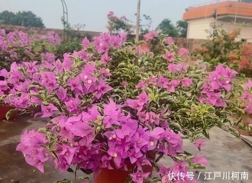  效果图■只要狠心，没有改造不了的三角梅盆景，看到效果图后太喜欢