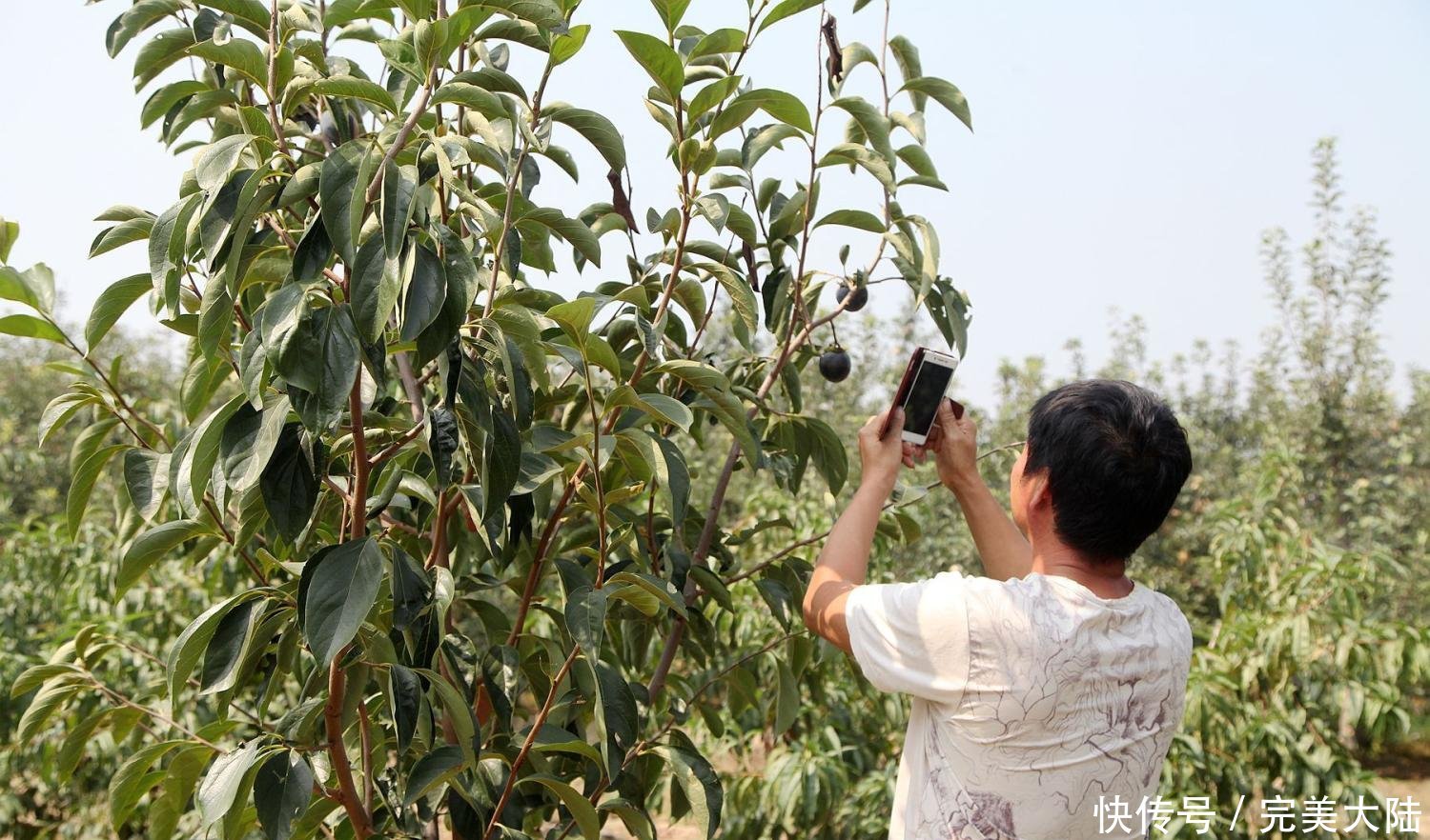  「一夜之间」65岁农民种植了一种稀有水果接近成熟，一夜之间被