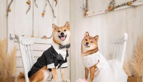  婚纱照：这对柴犬情侣婚纱照甜到爆，背后的故事羡煞一众单身狗