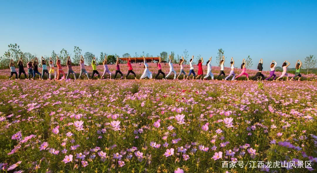 「龙虎山向全国游客免门票」千亩郁金香+十里桃樱浪漫花海等你来