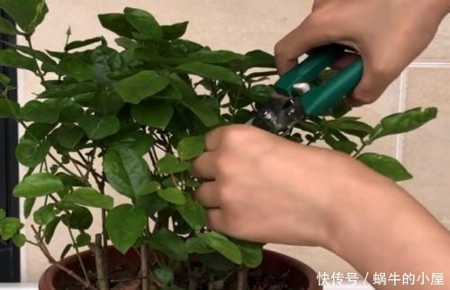 花香|夏天做好这3点,茉莉开花多花香重,家里满满的茉莉香