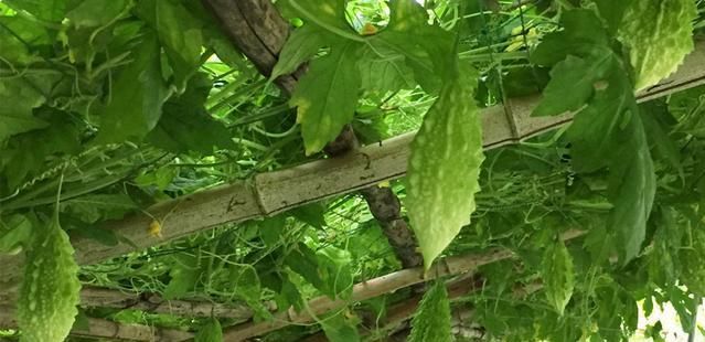  『很大』亩产5000斤，市场缺口很大，如今10元1斤，敢种的农民却不多