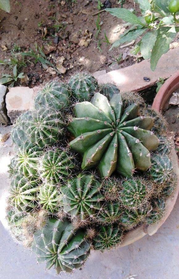  「仙人球开花」仙人球喂点“羊屎豆”，360度开花，下了10个蛋，盆盆饱满可爱
