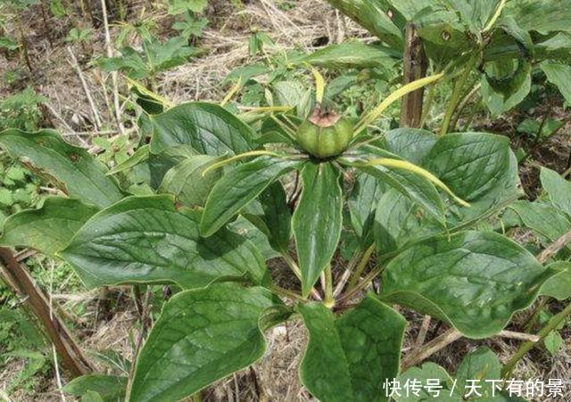 野草|在竹林,有1种野草开出“红花”,被称为“重楼”,1公斤上千元!