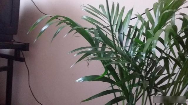 「福气」养竹品节高雅福气满满,4种能家养的竹子,小巧好养造型美