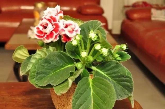  #孕育花朵#在室内也能轻松养开花的几种盆栽，哪一种才是你的最爱？?