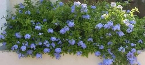  天然：天热，居家种上这4种花，养成'天然窗帘'，遮阴隔热，一举多得
