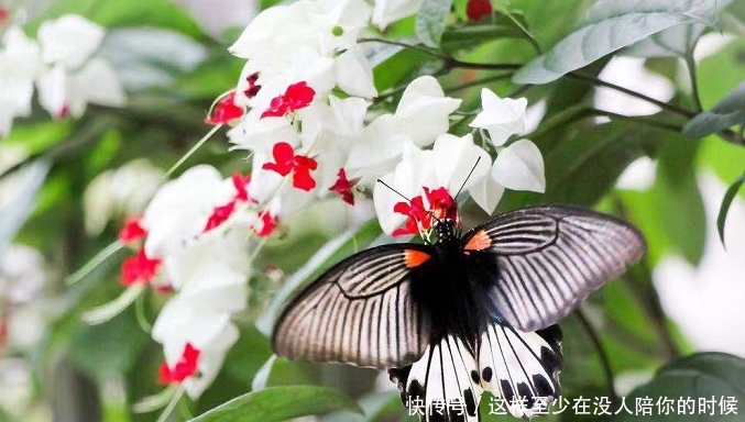 英国旅行家在非洲发现一株奇花，华侨改了个中国名字，于是就火了