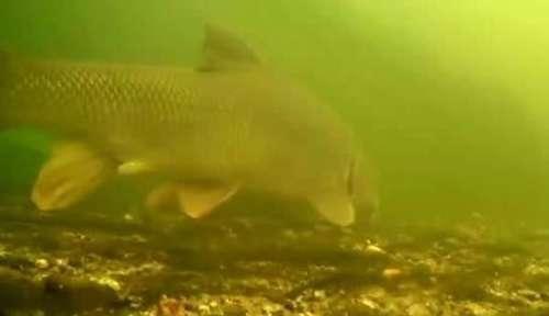 手竿钓鲤鱼，注意有4钓4不钓