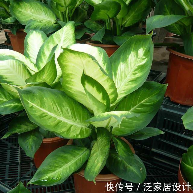  [阳台上]“阳台”养什么花卉好？能选择的很多，但此3点“硬道理”是基础