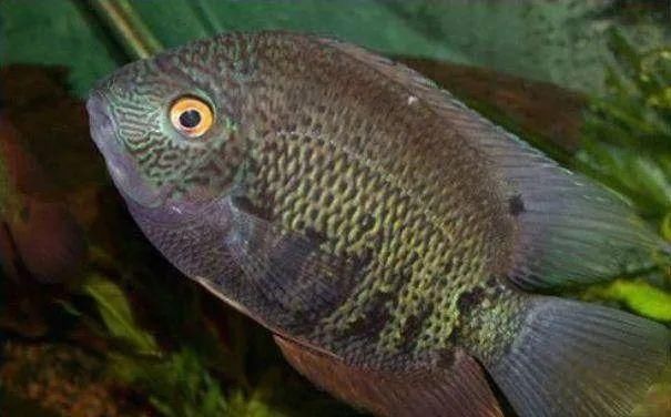 #水族市场上#美洲慈鲷之美，您细品