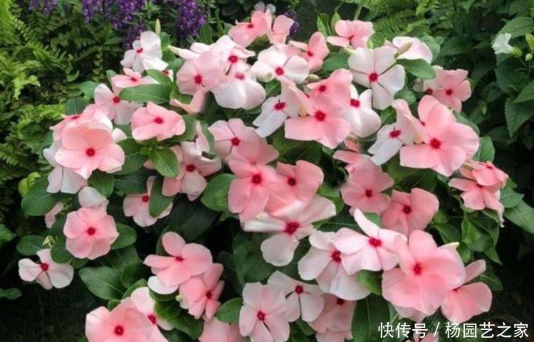  「长春花」几种花，款款是“拼命三郎”，越热越晒越开花，美爆整个三伏天