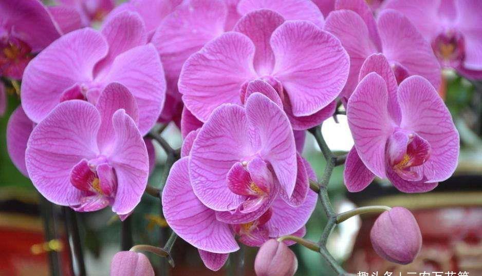  『多长』花卉种植技术：蝴蝶兰的花期有多长，蝴蝶兰花期可以施肥吗！