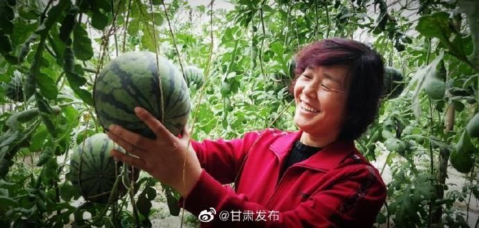  种植■西瓜“空中”挂 甘肃民勤特色种植西瓜上市了